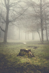 Tree stump and trees on a hazy morning - DWIF00851