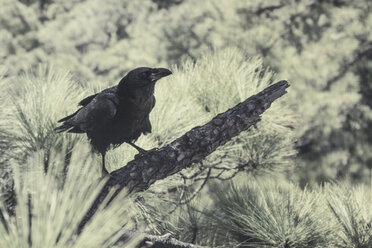 Raven perching on a branch - DWIF00852