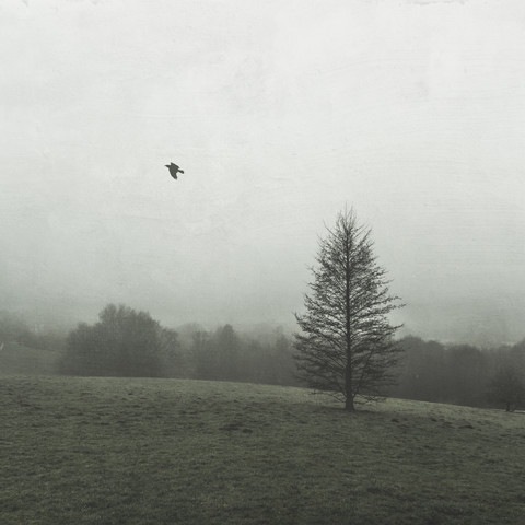 Baum auf Feld im Winter, lizenzfreies Stockfoto