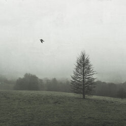 Baum auf Feld im Winter - DWIF00853