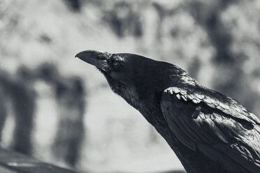 Portrait of a raven - DWIF00854