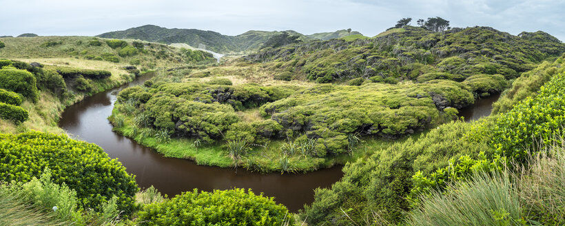 Neuseeland, Südinsel, Tasmanien, verzogene Kanuka- und Manuka-Bäume am Wharariki Beach Walk - STSF01209