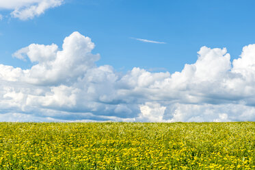 Deutschland, Fulda, Rhön, Himmel mit Wolken über Löwenzahnfeld - FRF00511