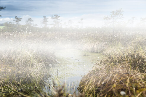 Germany, Fladungen, Black Moor, swamp landscape in fog - FRF00513