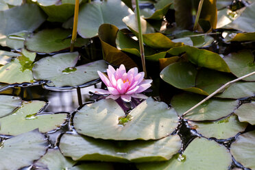 Seerose im Teich - NDF00649