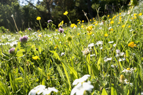 Flowers on a summer meadow stock photo