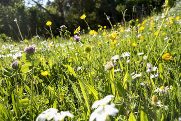 Blumen auf einer Sommerwiese - NDF00650