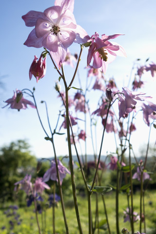 Akeleiblüten, Nahaufnahme, lizenzfreies Stockfoto