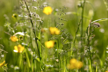 Grasses on a summer meadow, close-up - JTF00809