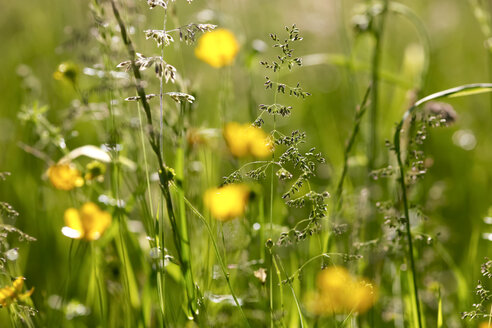 Gräser auf einer Sommerwiese, Nahaufnahme - JTF00809