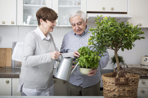 Senior couple watering potted plants in kitchen - WESTF23291