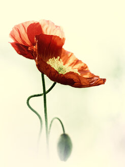 Red poppies - BSTF00117
