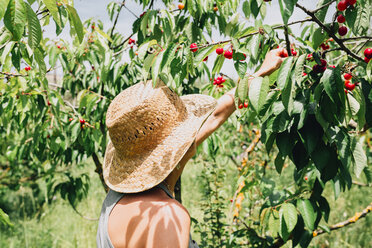 Woman with straw hat picking cherries - GEMF01656