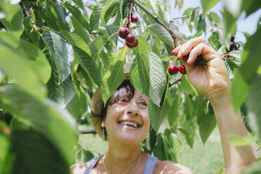 Happy senior woman picking cherries - GEMF01658