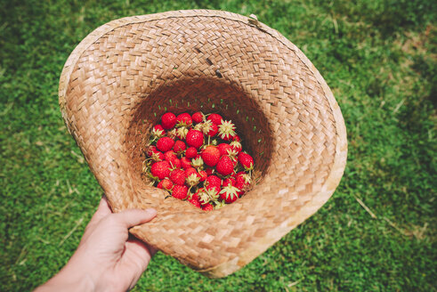 Frauenhand hält Strohhut voller Erdbeeren - GEMF01662