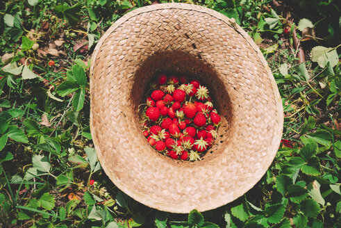 Strohhut voller Erdbeeren auf einem Erdbeerfeld - GEMF01663