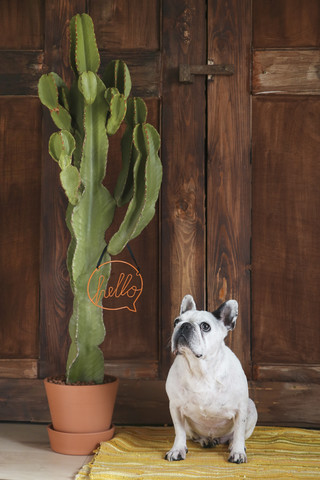 Portrait of French bulldog stock photo