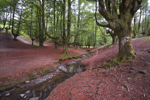 Spain, Basque Country, Gorbea Natural Park, Otzarreta forest - DHCF00073