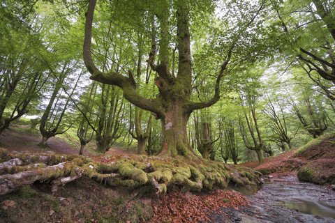 Spain, Basque Country, Gorbea Natural Park, Otzarreta forest stock photo