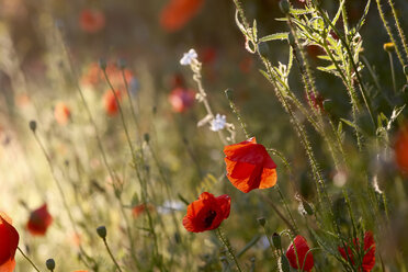 Mohnblumen auf einem Feld - JTF00810