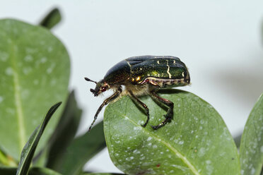 Grüner Rosenkäfer auf einem Blatt - ZCF00514