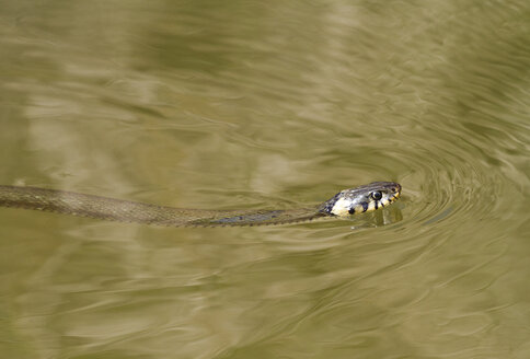 Schwimmende Schlingnatter - ZCF00515