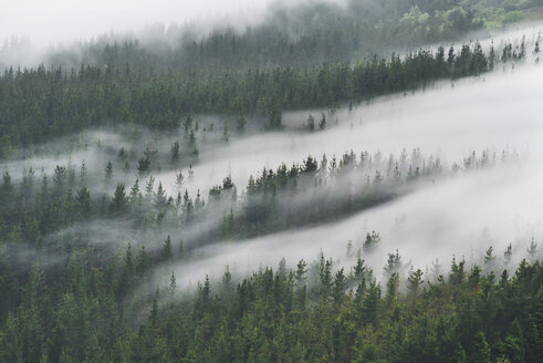 Spain, Basque Country, mist in the forest of Oiz - DHCF00078