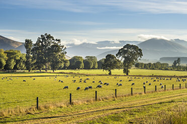 Neuseeland, Südinsel, Southern Scenic Route, Fiordland National Park, Schafherde - STSF01233