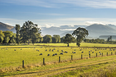 New Zealand, South Island, Southern Scenic Route, Fiordland National Park, flock of sheep - STSF01233