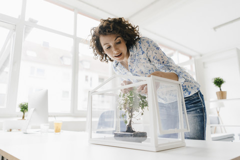 Businesswoman in office taking care of bonsai trees stock photo