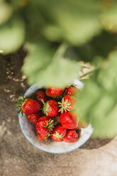Bowl of fresh strawberries picked in the garden - NMSF00122