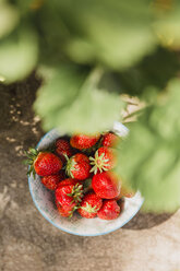 Schale mit frischen Erdbeeren aus dem Garten - NMSF00122