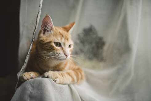 Porträt einer getigerten Katze auf der Rückenlehne einer Couch - RAEF01885