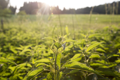 Stinging nettle at backlight - AIF00435