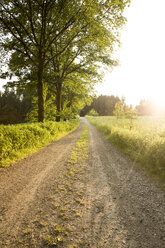 Forest road at backlight - AIF00436