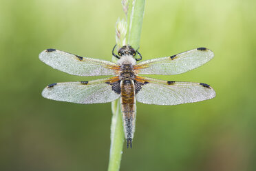 Four-spotted Chaser auf Grashalm - MJOF01370