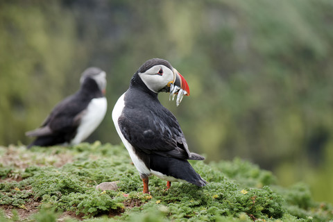 UK, England, Skomer, Papageientaucher mit Beute, lizenzfreies Stockfoto