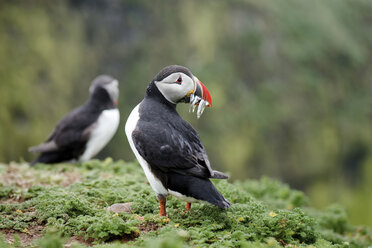 UK, England, Skomer, Papageientaucher mit Beute - MJOF01371