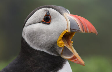 UK, England, Skomer, schreiender Papageientaucher - MJOF01374