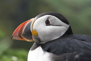 UK, England, Skomer, Papageientaucher - MJOF01375