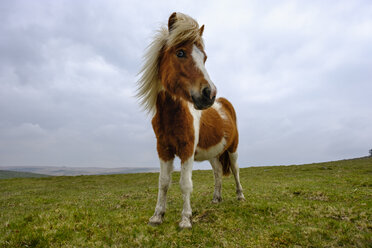 UK, Devon, Dartmoor Pony im Dartmoor National Park - SIEF07435