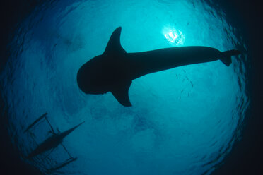 Whale shark in the sea - TOVF00080