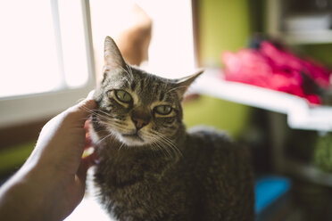 Hand of man stroking tabby cat - RAEF01886