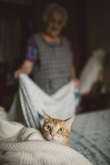 Porträt von Ingwer-Katze auf der Hut, während ältere Frau das Bett macht - RAEF01887