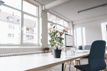 Potted rose on desk in a loft - JOSF01197