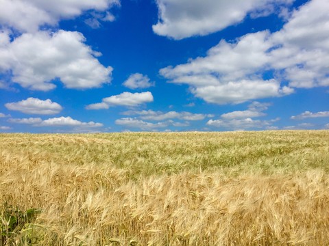 Getreidefeld im Sommer, lizenzfreies Stockfoto