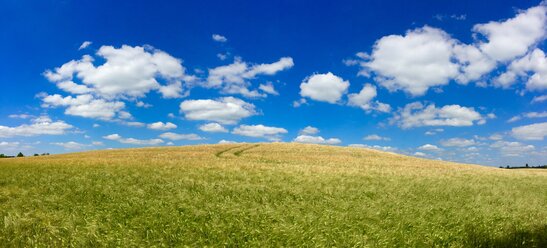 Grain field in summer - JTF00817