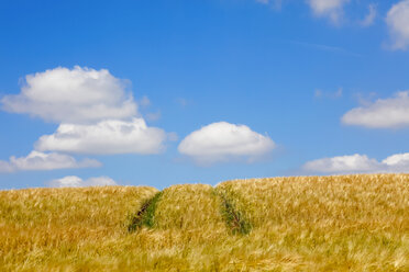 Getreidefeld mit Spuren im Sommer - JTF00819