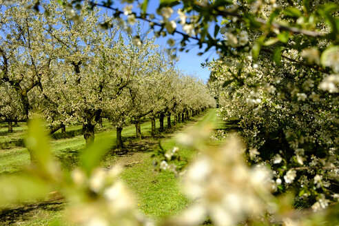 Deutschland, Allgäu, Oberreitnau, Kirschblüte im Obstgarten - LBF01610