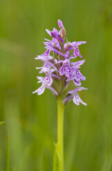 Heath Spotted Orchid - ZCF00522